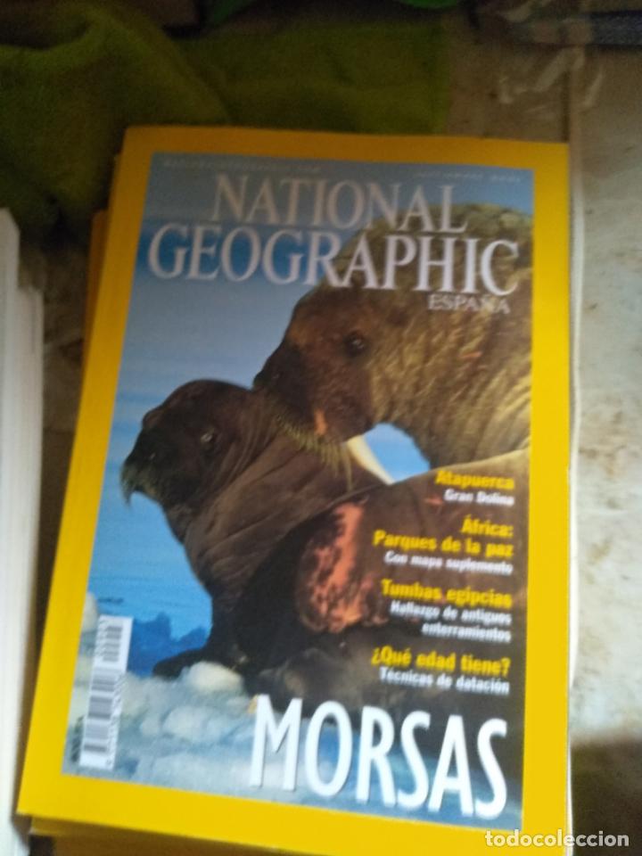 Morsas  National Geographic