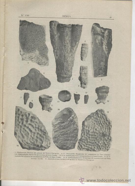 Sammeln von Zeitschriften und Zeitungen: REVISTA IBERICA A&Ntilde;O 1936 1103 FOSSILS CRETACI CATALA ISONA LA POBLA DE SEGUR FOSILES CRETACIO