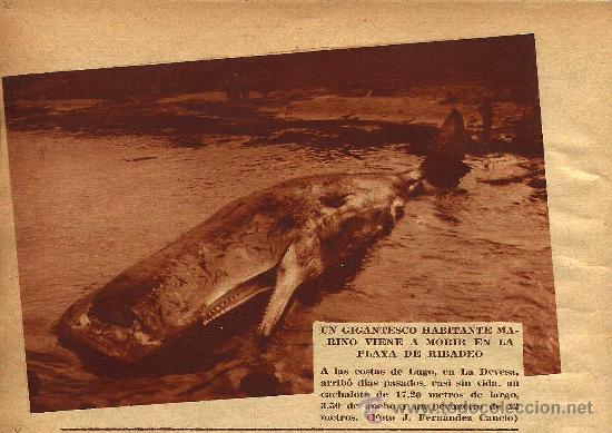 Coleccionismo de revistas y peri&oacute;dicos: * RIBADEO * La Devesa, Lugo * Cachalote varado- 1936