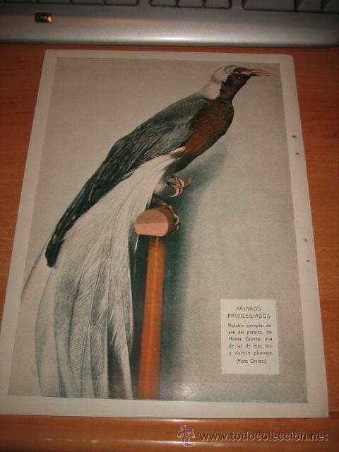 Collection Magazines and Newspapers: PAJAROS PRIVILEGIADOS .AVE DEL PARAISO DE NUEVA GUINEA HOJA  DE REVISTA BLANCO Y NEGRO  1933