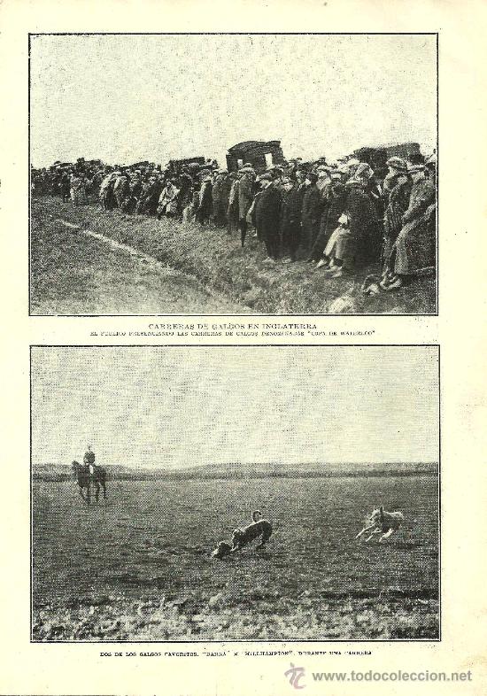 Coleccionismo de revistas y peri&oacute;dicos: * PERROS * Carreras de galgos en Inglaterra- 1914