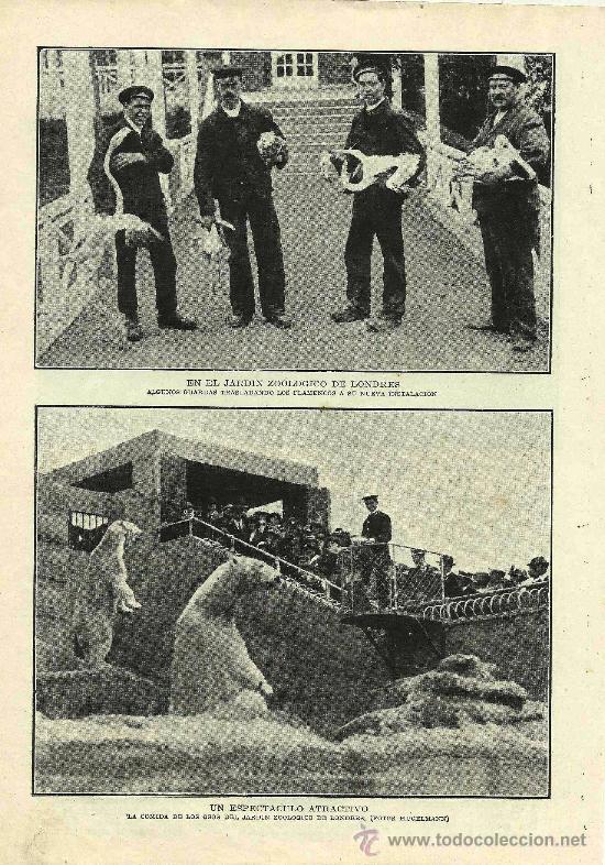 Collezionismo di Riviste e Giornali: Zoo de Londres : osos y flamencos  - 1914