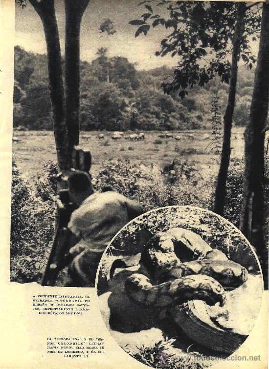 Coleccionismo de Revistas y Peri&oacute;dicos: * CAZA DE ANIMALES VIVOS * As&iacute; se caza hoy en la pen&iacute;nsula de Malaca  - 1932