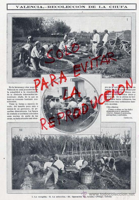 Coleccionismo de Revistas y Peri&oacute;dicos: VALENCIA 1911 RECOLECCION CHUFA HOJA REVISTA