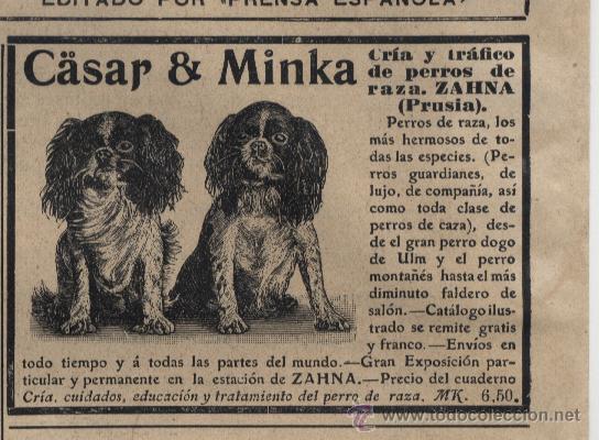 Coleccionismo de Revistas y Peri&oacute;dicos: Publicidad criadero de perros de raza Zahna, C&auml;sar & Minka - 1910