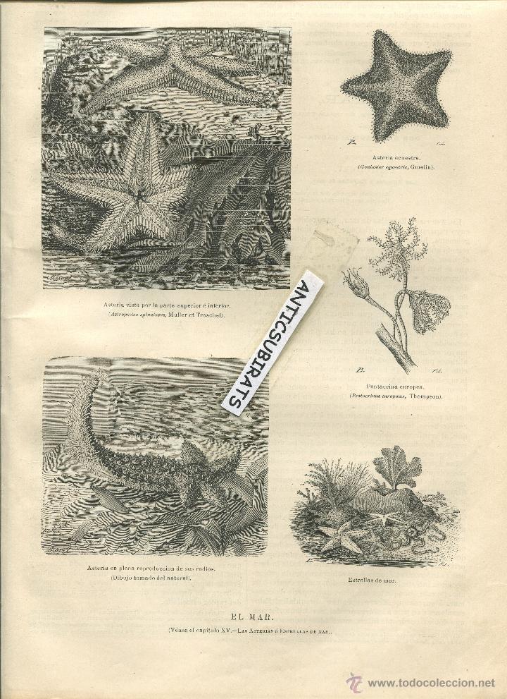 Coleccionismo de Revistas y Peri&oacute;dicos: REVISTA A&Ntilde;O 1880 FAUNA FLORA MARINA ESTRELLAS DE MAR LA LUZ ELECTRICA EN FERROCARRILES FOTOGRAFIA