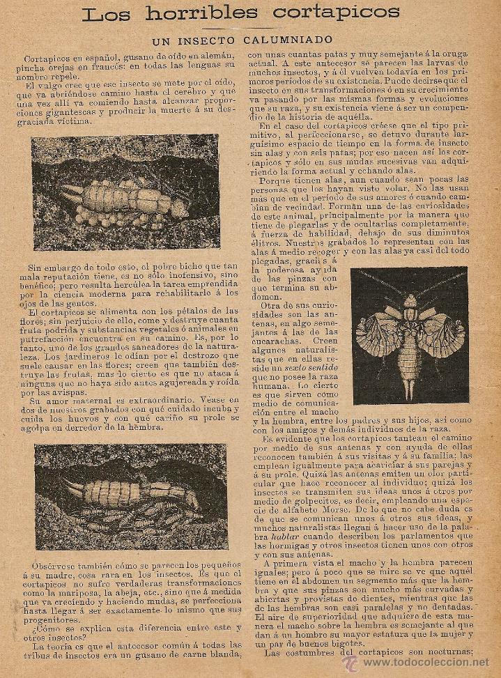 Collezionismo di Riviste e Giornali: Los horribles cortapicos: un insecto calumniado  - 1899