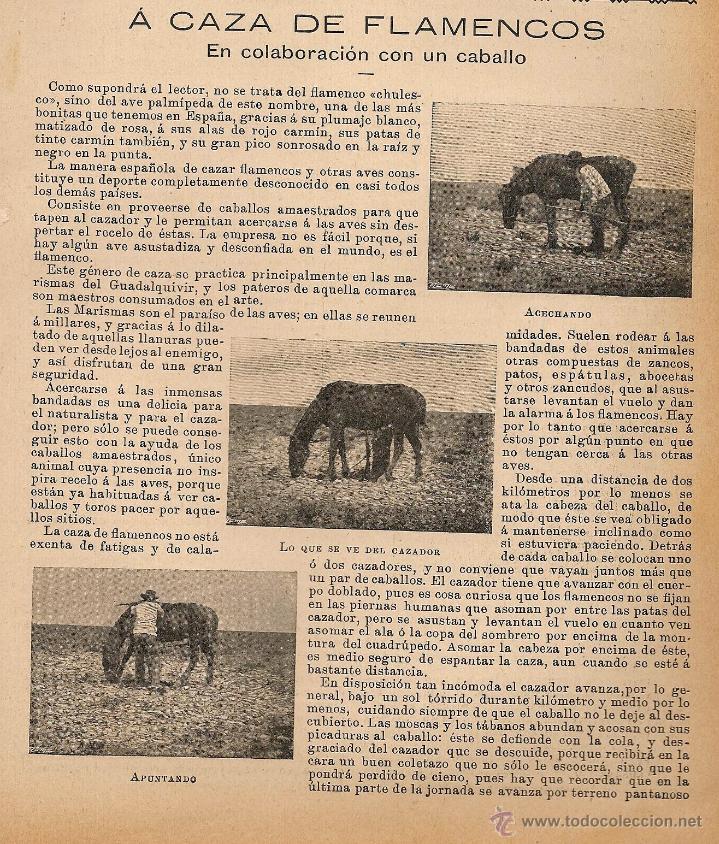 Collezionismo di Riviste e Giornali: A caza de flamencos: en colaboraci&oacute;n con un caballo - 1900