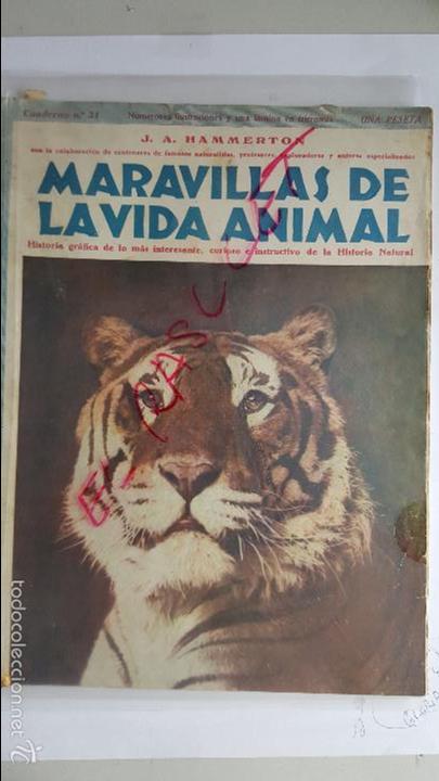 Collection Magazines and Newspapers: ANTIGUA REVISTA  -  MARAVILLAS  DE  LA  VIDA  ANIMAL  -  N&ordm;  21  -  J .A.  H A M M E R T O N  -