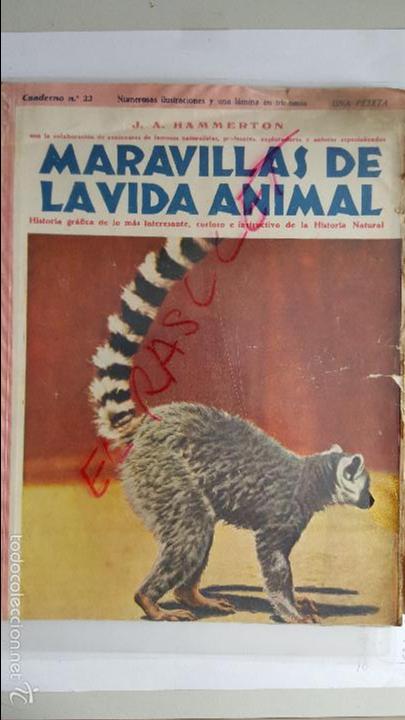 Collection Magazines and Newspapers: ANTIGUA REVISTA  -  MARAVILLAS  DE  LA  VIDA  ANIMAL  -  N&ordm;  22  -  J .A.  H A M M E R T O N  -