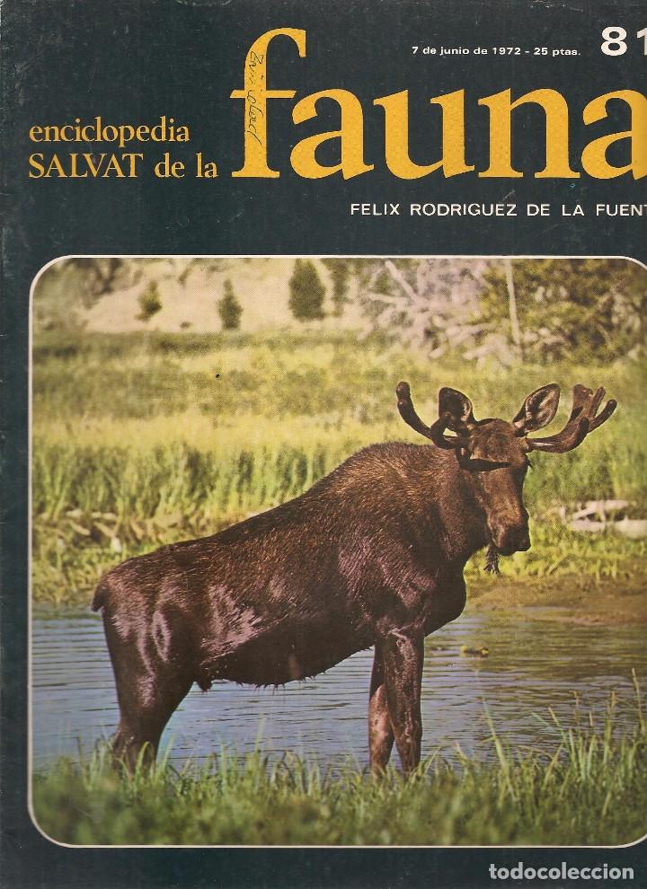 Coleccionismo de revistas y peri&oacute;dicos: ENCICLOPEDIA SALVAT DE LA FAUNA. F&Eacute;LIX RODR&Iacute;GUEZ DE LA FUENTE. FASCICULO N&ordm; 81. (P/B75)