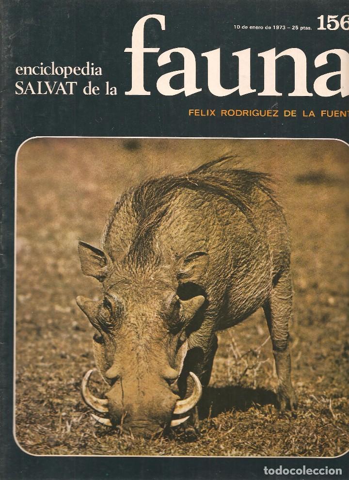Coleccionismo de revistas y peri&oacute;dicos: ENCICLOPEDIA SALVAT DE LA FAUNA. F&Eacute;LIX RODR&Iacute;GUEZ DE LA FUENTE. FASCICULO N&ordm; 156. (P/B75)