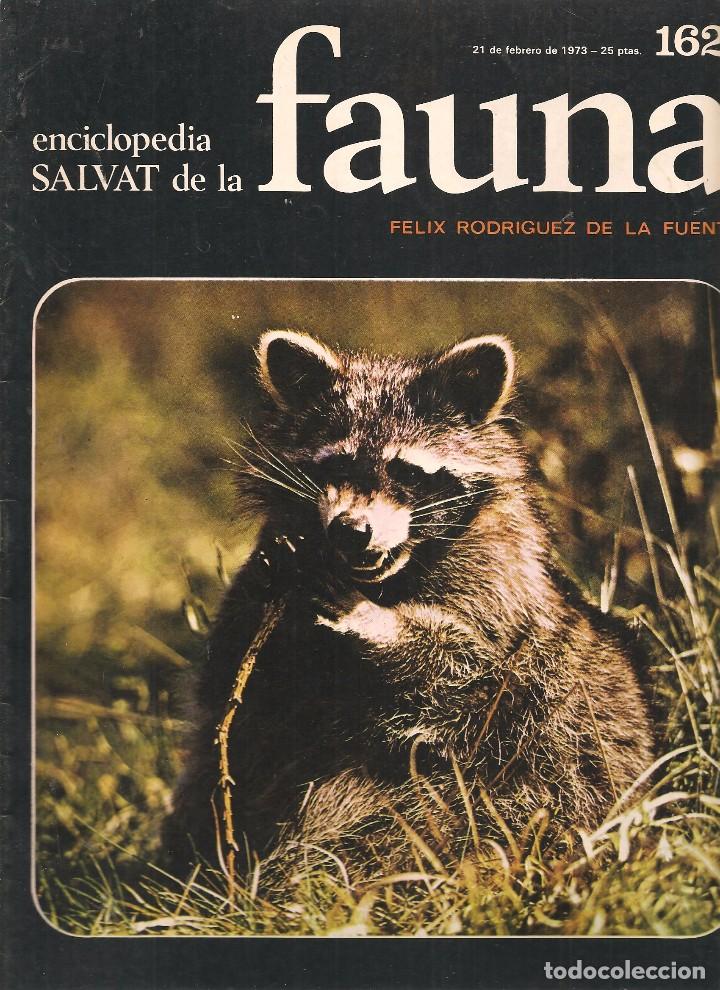 Coleccionismo de revistas y peri&oacute;dicos: ENCICLOPEDIA SALVAT DE LA FAUNA. F&Eacute;LIX RODR&Iacute;GUEZ DE LA FUENTE. FASCICULO N&ordm; 162. (P/B75)