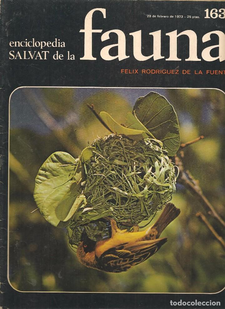 Coleccionismo de revistas y peri&oacute;dicos: ENCICLOPEDIA SALVAT DE LA FAUNA. F&Eacute;LIX RODR&Iacute;GUEZ DE LA FUENTE. FASCICULO N&ordm; 163. (P/B75)