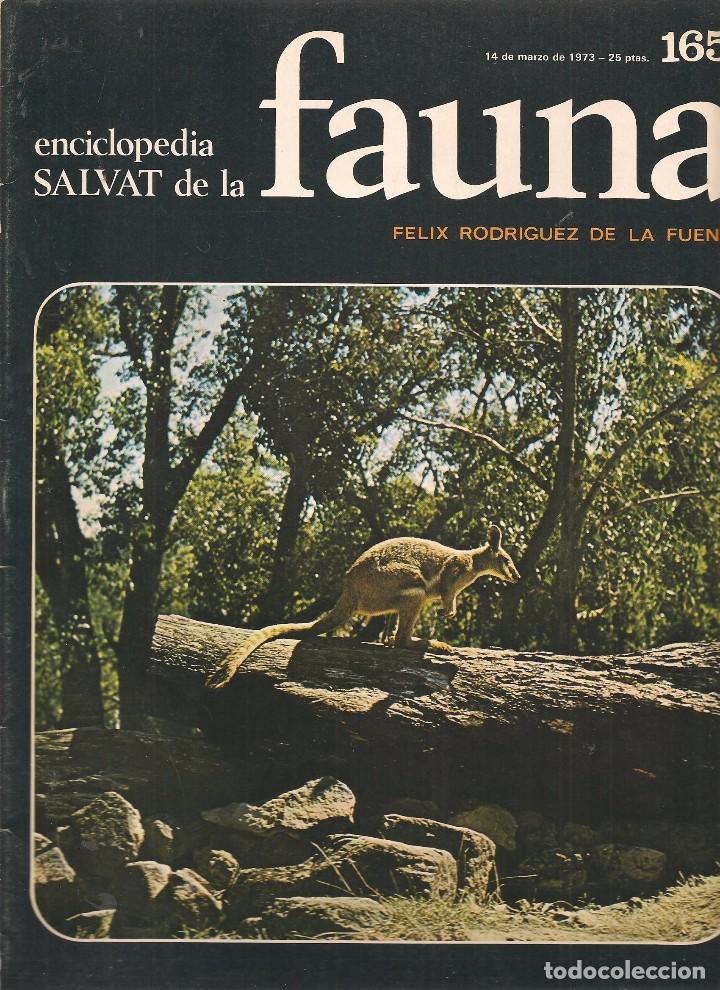 Coleccionismo de revistas y peri&oacute;dicos: ENCICLOPEDIA SALVAT DE LA FAUNA. F&Eacute;LIX RODR&Iacute;GUEZ DE LA FUENTE. FASCICULO N&ordm; 165. (P/B75)