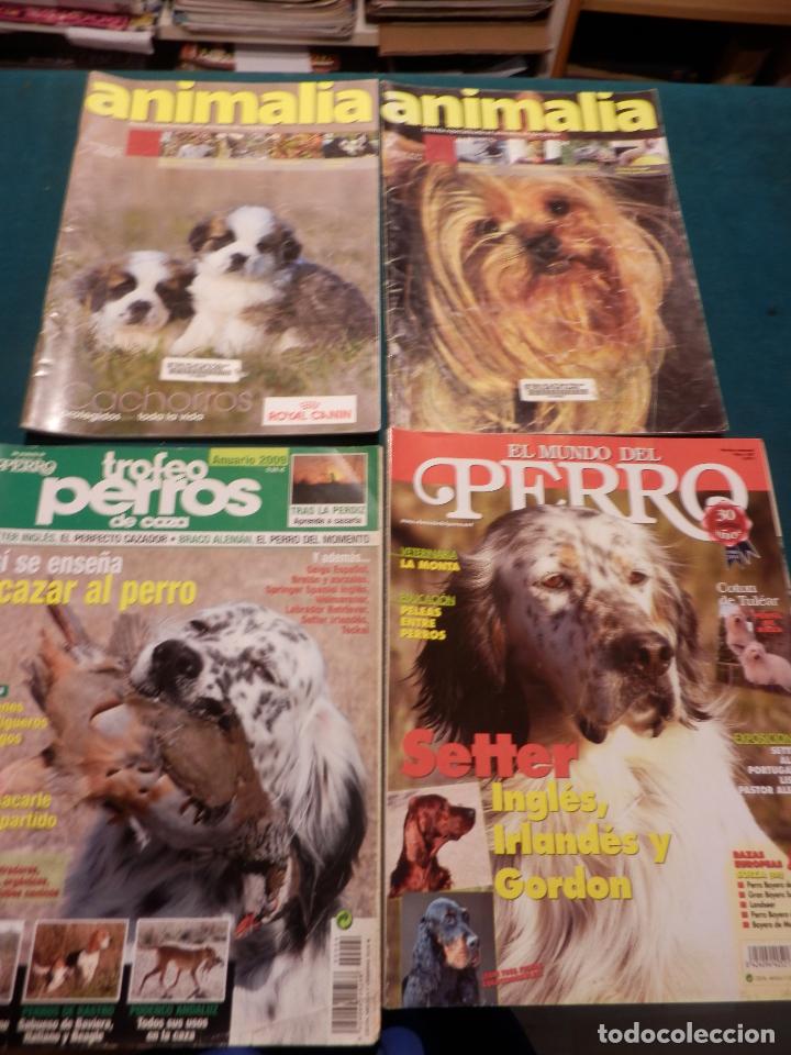 Lote De 22 Revistas Perros And Compañia Pelo Comprar Otras Revistas Y Periódicos Modernos