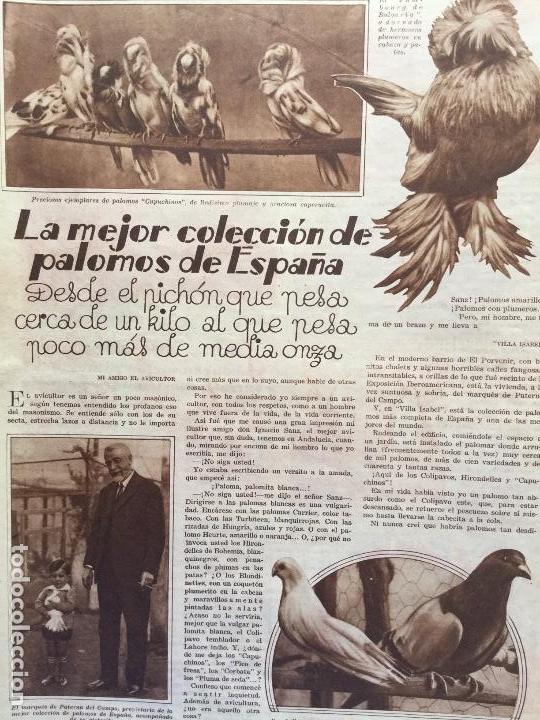 Coleccionismo de revistas y peri&oacute;dicos: LA MEJOR COLECCI&Oacute;N DE PALOMOS DE ESPA&Ntilde;A A&Ntilde;O 1931.PICHON.AVICULTURA