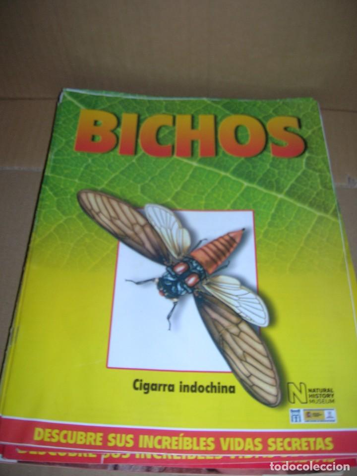 Coleccionismo de revistas y peri&oacute;dicos: Lote de 11 fasc&iacute;culos de la colecci&oacute;n Bichos, descubre sus incre&iacute;bles vidas secretas. RBA 2008.