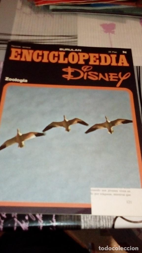 Collezionismo di Riviste e Giornali: G-27 BURULAN ENCICLOPEDIA DISNEY FASCICULO N&ordm; 31 ZOOLOGIA