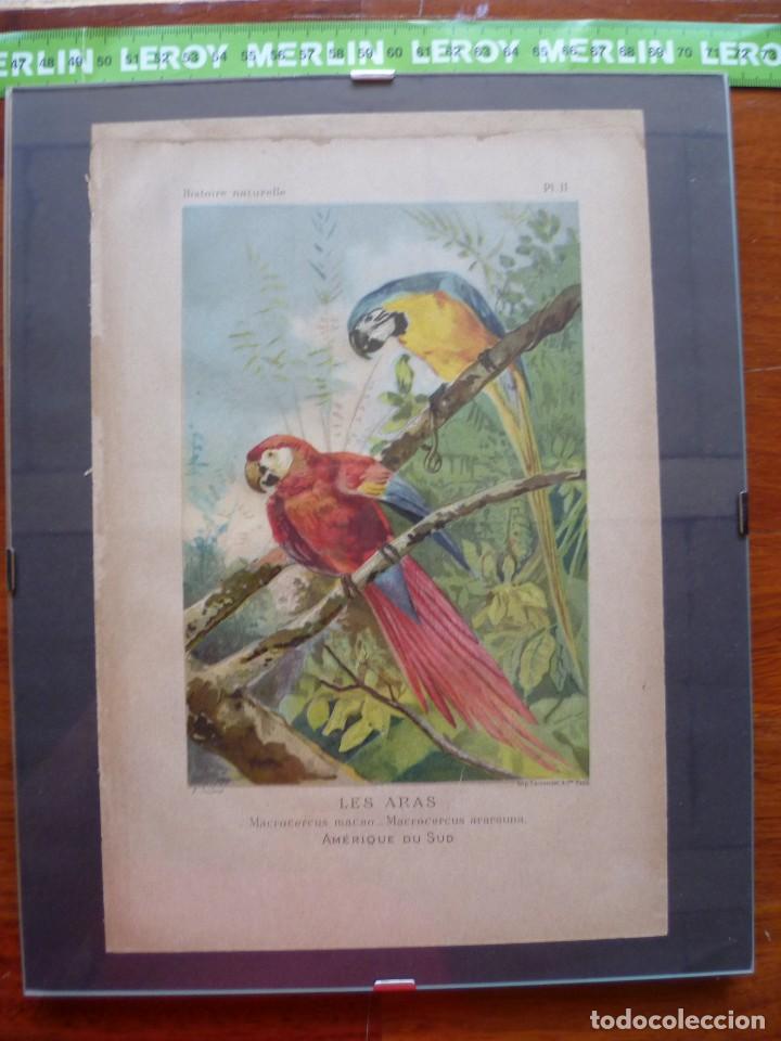 Coleccionismo de Revistas y Peri&oacute;dicos: GRABADO DEL LIBRO HISTOIRE NATURALLE POPULAIRE L&rsquo;HOMME ET LES ANIMAUX &ndash; EDITORIAL BRONGNIART 1892