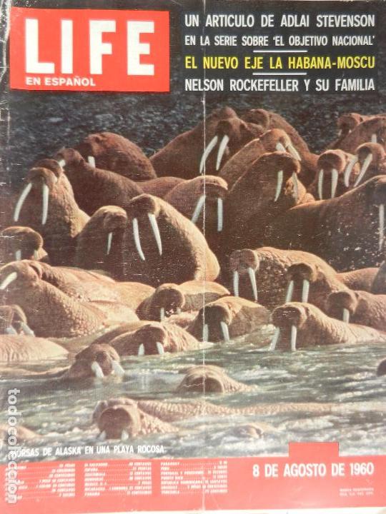 Coleccionismo de revistas y peri&oacute;dicos: LIFE EN ESPA&Ntilde;OL MORSAS DE ALASKA EN UNA PLAYA. 8 DE AGOSTO DE 1960.