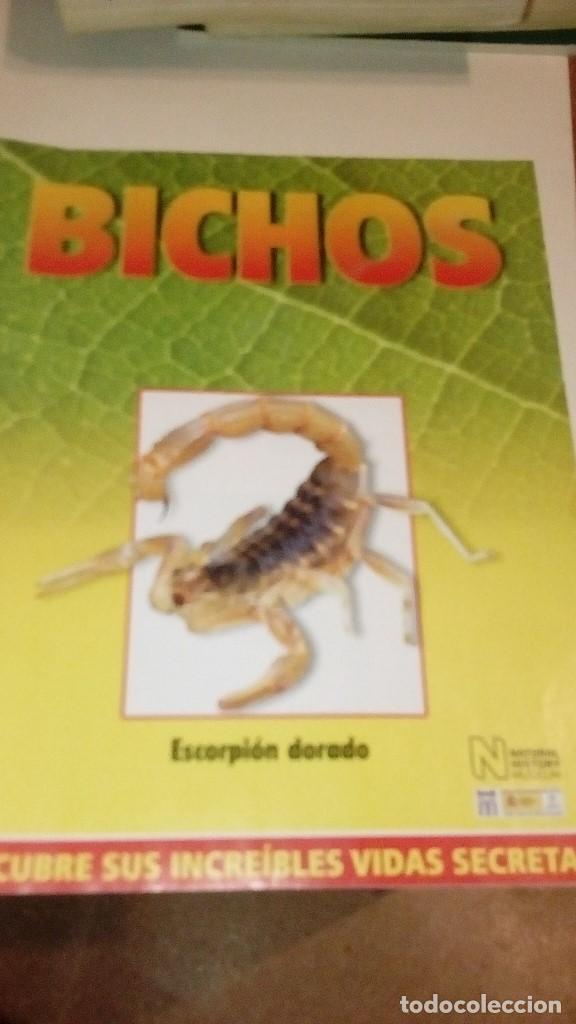 Collezionismo di Riviste e Giornali: C-G09GI FASCICULO BICHOS DE RBA ESCORPION DORADO