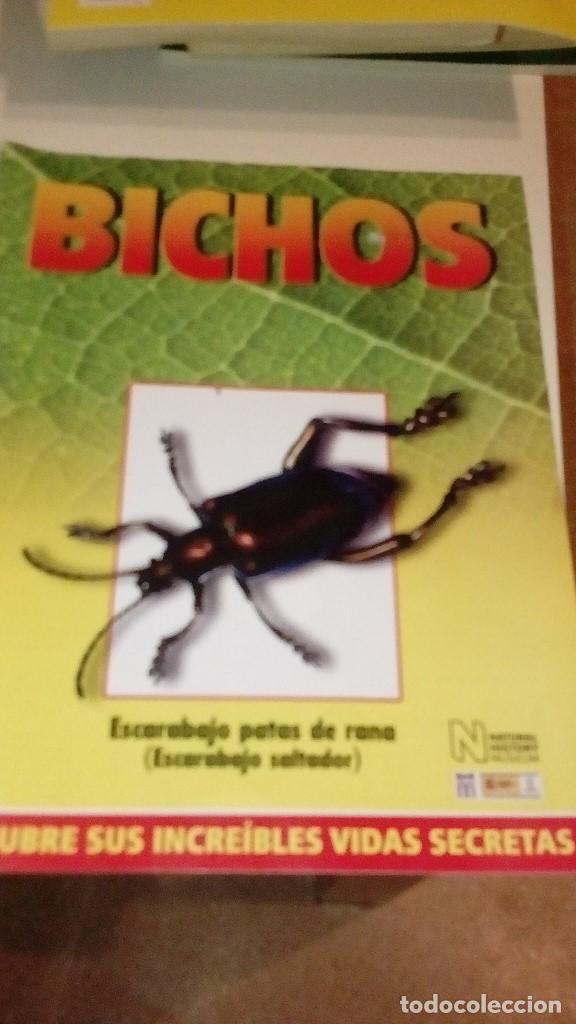 Collezionismo di Riviste e Giornali: C-G09GI FASCICULO BICHOS DE RBA ESCARABAJO PATAS DE RANA SALTADOR