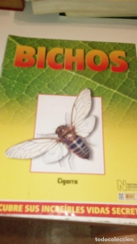 Collezionismo di Riviste e Giornali: C-G09GI FASCICULO BICHOS DE RBA CIGARRA