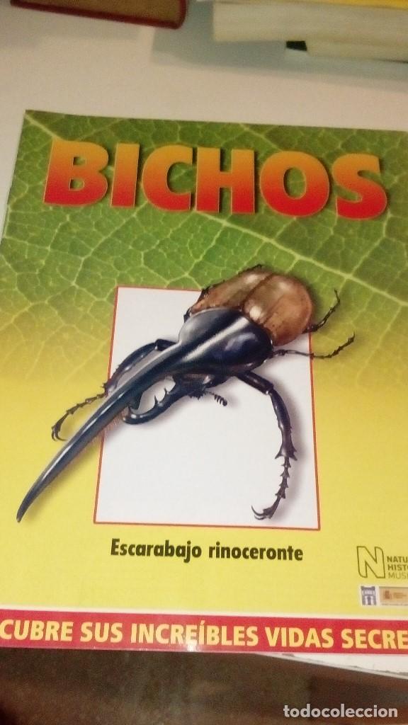 Collezionismo di Riviste e Giornali: C-G09GI FASCICULO BICHOS DE RBA ESCARABAJO RINOCERONTE