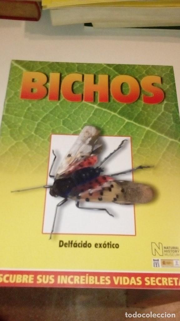 Collezionismo di Riviste e Giornali: C-G09GI FASCICULO BICHOS DE RBA DELFACIDO EXOTICO