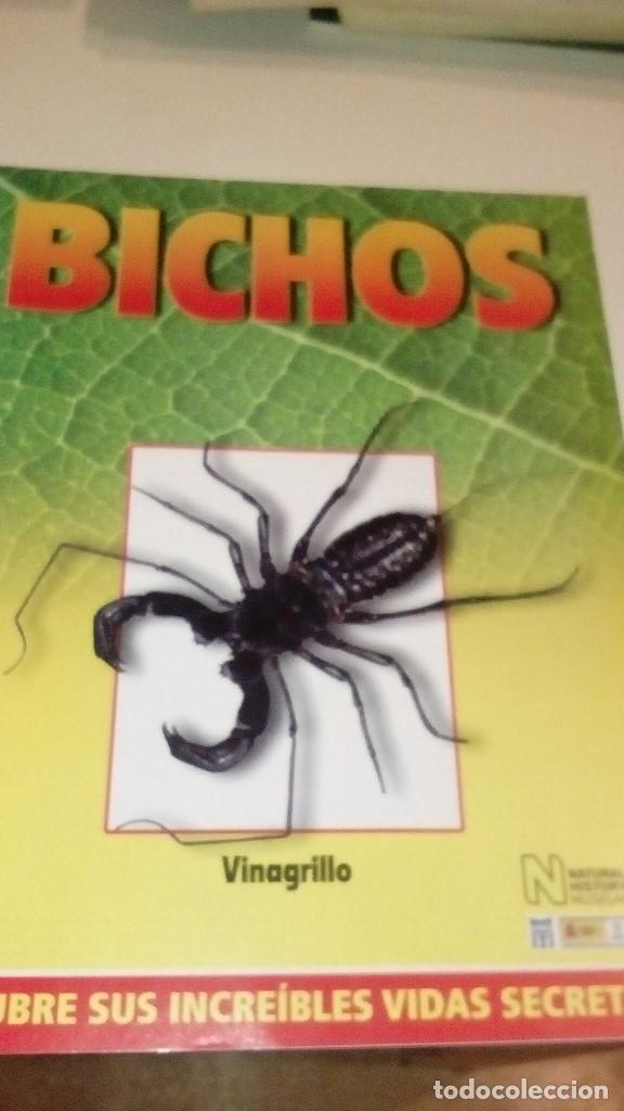 Collezionismo di Riviste e Giornali: C-G09GI FASCICULO BICHOS DE RBA CIGARRA VINAGRILLO