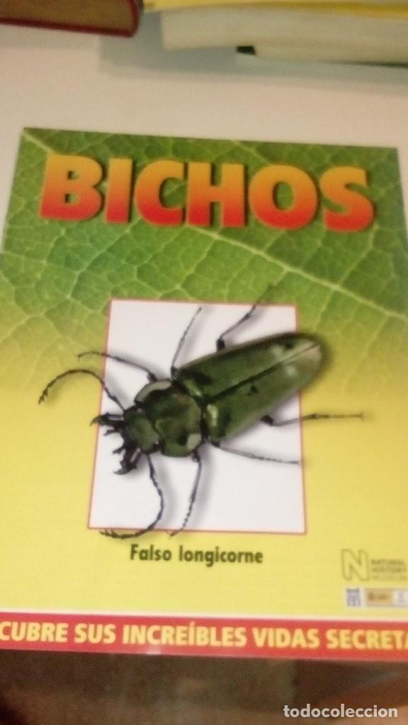 Collezionismo di Riviste e Giornali: C-G09GI FASCICULO BICHOS DE RBA CIGARRA FALSO LONGICORNE