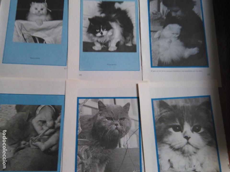 Collection Magazines and Newspapers: 14 HOJAS FOTOS GATO GATOS FELINOS