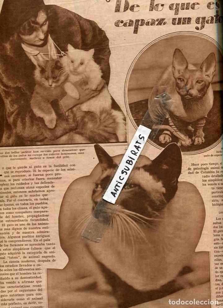 Colecionismo de Revistas e Jornais: REVISTA A&Ntilde;O 1931 GATOS ABEJAS DE ALBILLOS GITANOS MUSICOS DEPORTE FEMENINO RIESTRA BALANDROS CORU&Ntilde;A