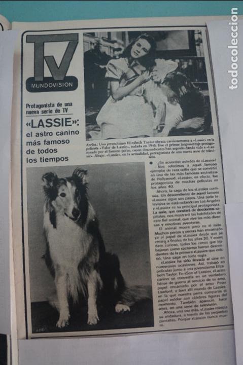 Coleccionismo de Revistas y Peri&oacute;dicos: RECORTE REPORTAJE CLIPPING DE LASSIE REVISTA SEMANA N&ordm; 2043 PAG 23 L47