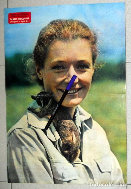 Coleccionismo de Revistas y Peri&oacute;dicos: POSTER ANTIGUO REVISTA SEMANA. DIANA MULDAUR - NACIDA LIBRE - SERIE TELEVISION - A&ntilde;os 70