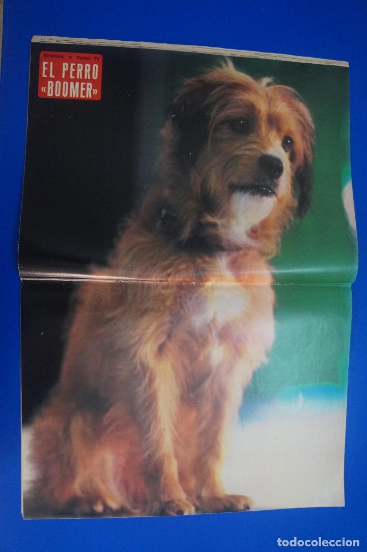 Coleccionismo de Revistas y Peri&oacute;dicos: RECORTE REPORTAJE CLIPPING DE POSTER SEMANA EL PERRO BOOMER REVISTA SEMANA N&ordm; 2138 P&Aacute;G 40-41