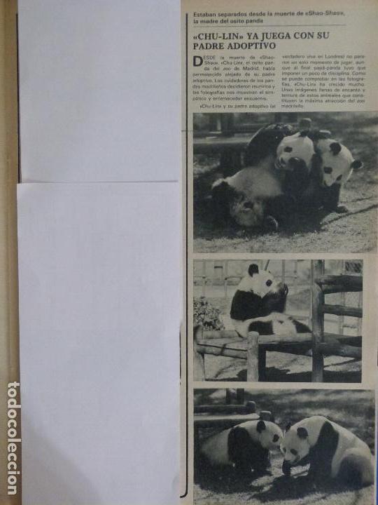 Coleccionismo de Revistas y Peri&oacute;dicos: RECORTE REPORTAJE CLIPPING DE CHU-LIN OSO PANDA REVISTA SEMANA N&ordm; 2297 P&Aacute;G 83 L65