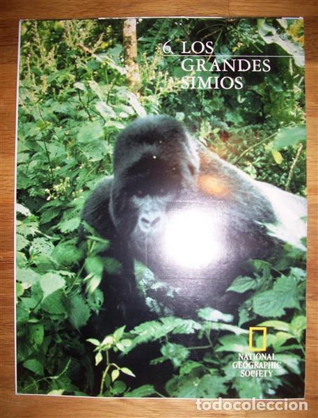 Coleccionismo de Revistas y Peri&oacute;dicos: EL REINO ANIMAL. 6 : Los grandes simios. Los mejores reportajes fotogr&aacute;ficos de National Geographic