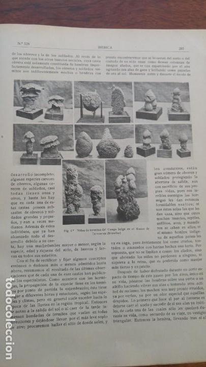 Collezionismo di Riviste e Giornali: NIDOS DE TERMITOS EN PAISES TROPICALES TERMITA -ZOEL GARCIA DE GALDEANO MATEMATICO ZARAGOZA A&Ntilde;O 1924