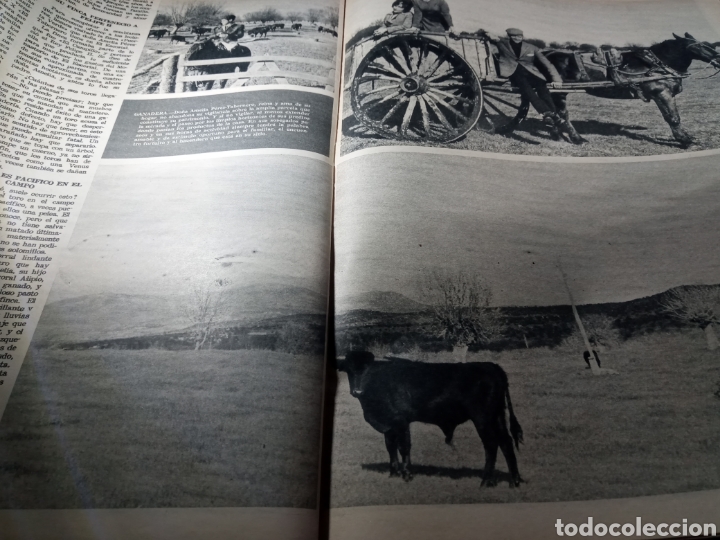 Coleccionismo de revistas y peri&oacute;dicos: El Escorial. Finca P&eacute;rez tabernero. Revista el ruedo