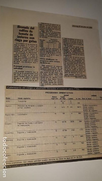Coleccionismo de revistas y peri&oacute;dicos: NOTICIA RECORTE PERI&Oacute;DICO MURCIA LA VERDAD ABONADO CULTIVO TOMATE RIEGO INVIERNO TABLA CALENDARIO