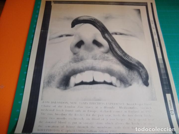 Coleccionismo de revistas y peri&oacute;dicos: LEECHING EXPERIENCE -LONDON ZOO - SATELITE ATLANTICO EFE - 1987