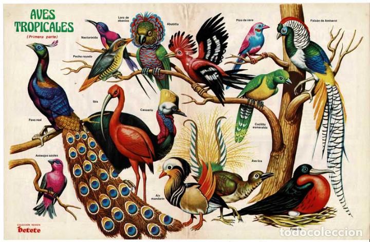 Coleccionismo de Revistas y Peri&oacute;dicos: Poster Aves Tropicales. Colecci&oacute;n Revista Petete