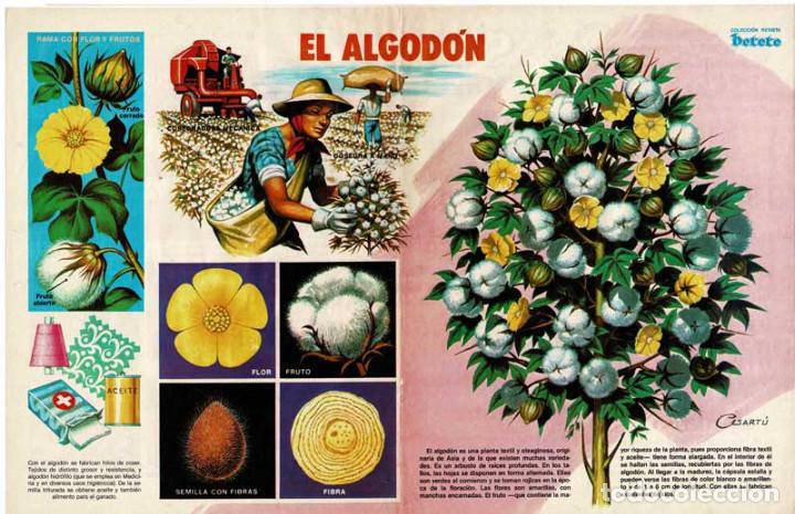 Coleccionismo de Revistas y Peri&oacute;dicos: Poster El Algod&oacute;n. Colecci&oacute;n Revista Petete