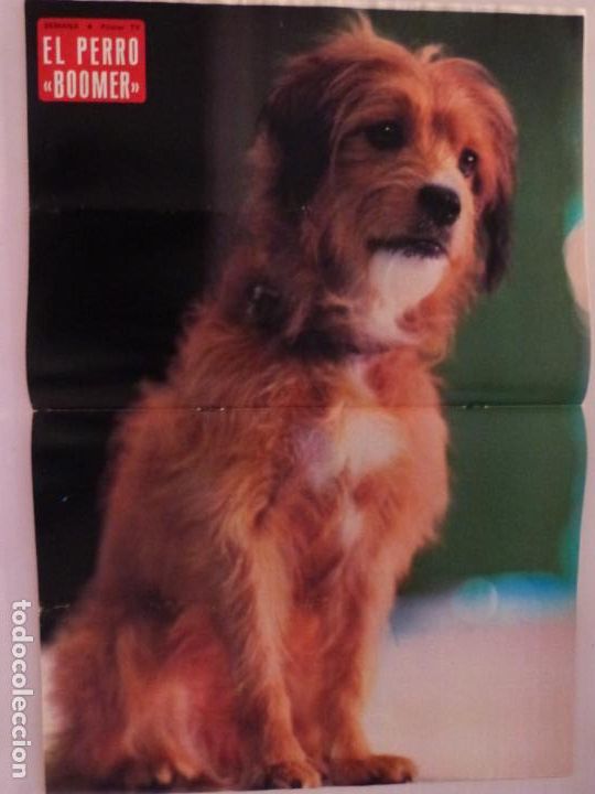 Coleccionismo de Revistas y Peri&oacute;dicos: RECORTE CLIPPING DE POSTER PERRO BOOMER REVISTA SEMANA N&ordm; 2138 PAG. 40 Y 41 L12