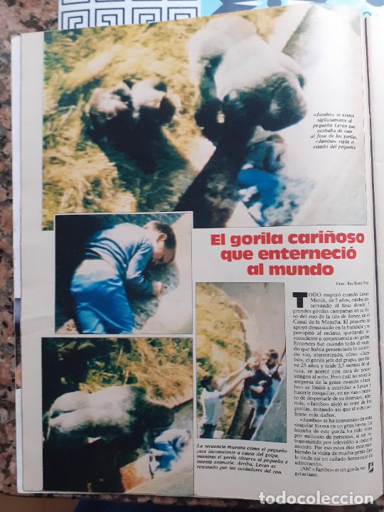 Sammeln von Zeitschriften und Zeitungen: EL GORILA CARI&Ntilde;OSO