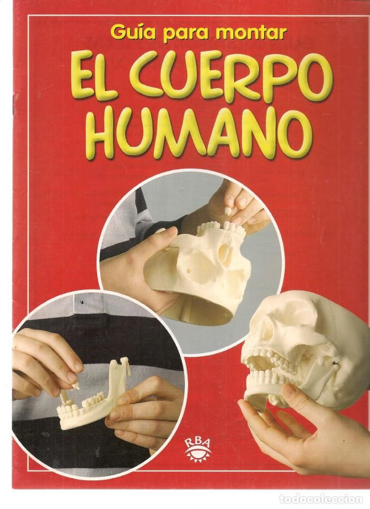 Coleccionismo de Revistas y Peri&oacute;dicos: EL CUERPO HUMANO. ABC. GU&Iacute;A PARA MONTAR. (T/19)