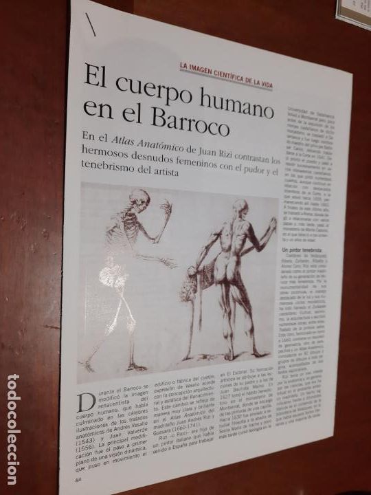 Coleccionismo de revistas y peri&oacute;dicos: EL CUERPO HUMANO EN EL BARROCO. 4 P&Aacute;GINAS. ARTICULO DE UNA REVISTA. BUEN ESTADO.