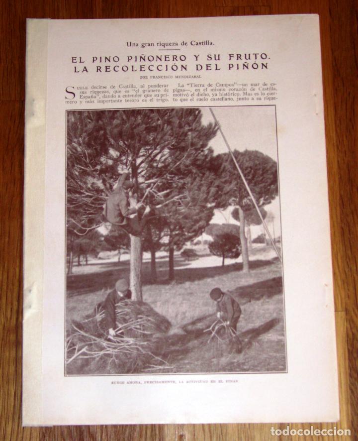 Collection Magazines and Newspapers: MENDIZ&Aacute;BAL, Francisco. El pino pi&ntilde;onero y su fruto : La recolecci&oacute;n del pi&ntilde;&oacute;n [SEPARATA]
